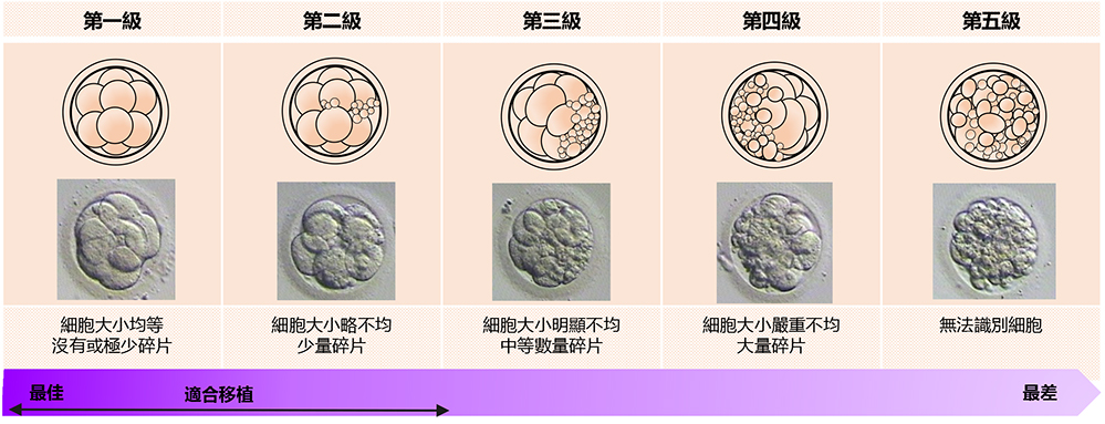 五、胚胎质素评估