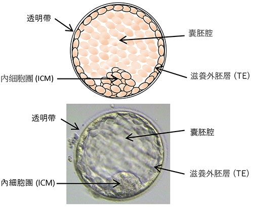 六、囊胚(例如：第五天胚胎)