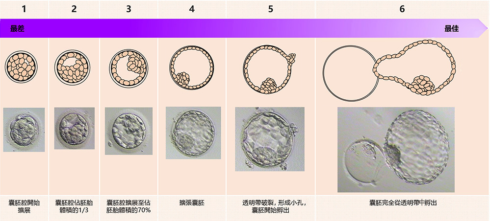 七、内细胞团(ICM)细胞