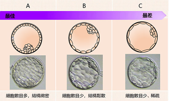 八、滋养外胚层(TE)细胞