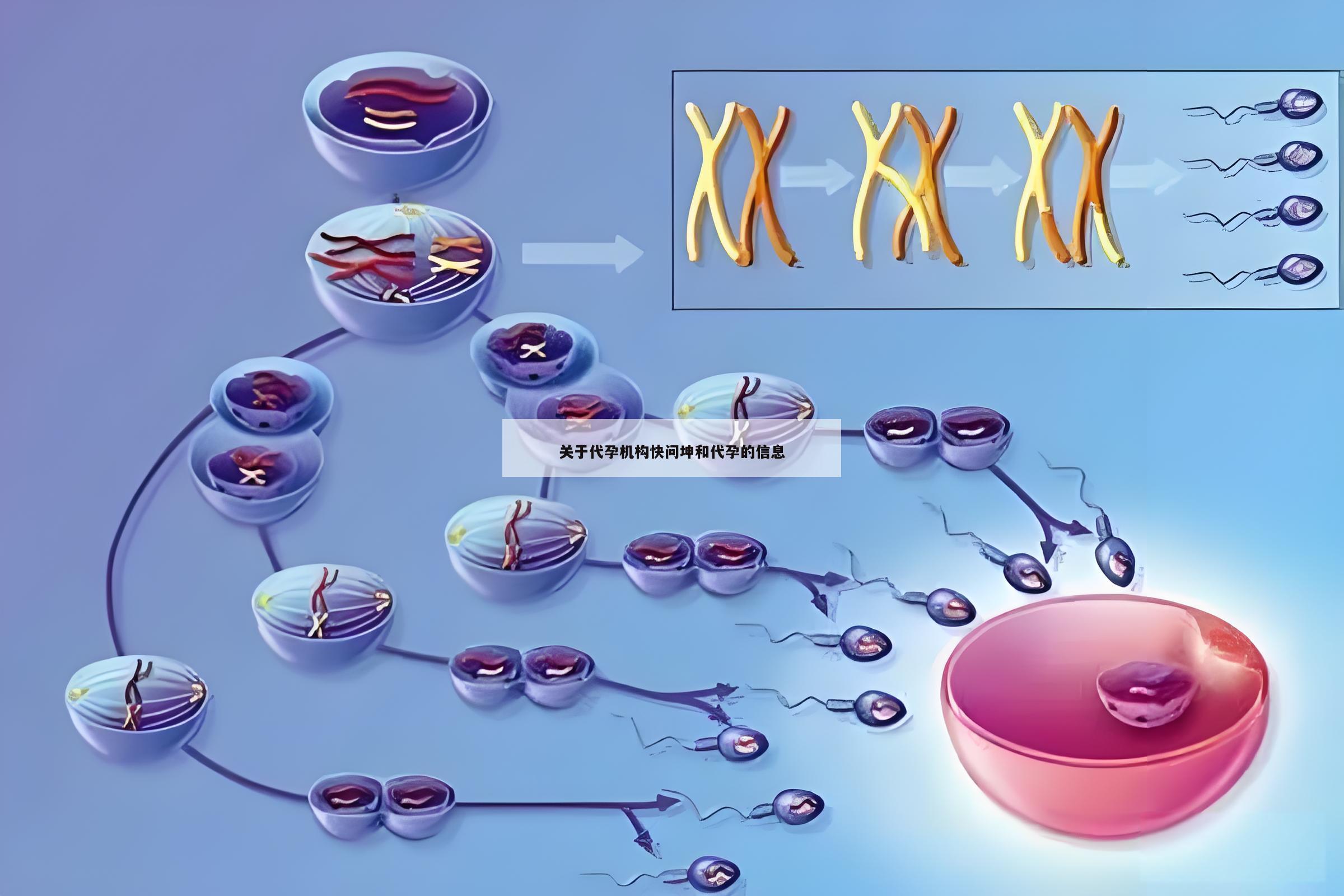 关于代孕机构快问坤和代孕的信息