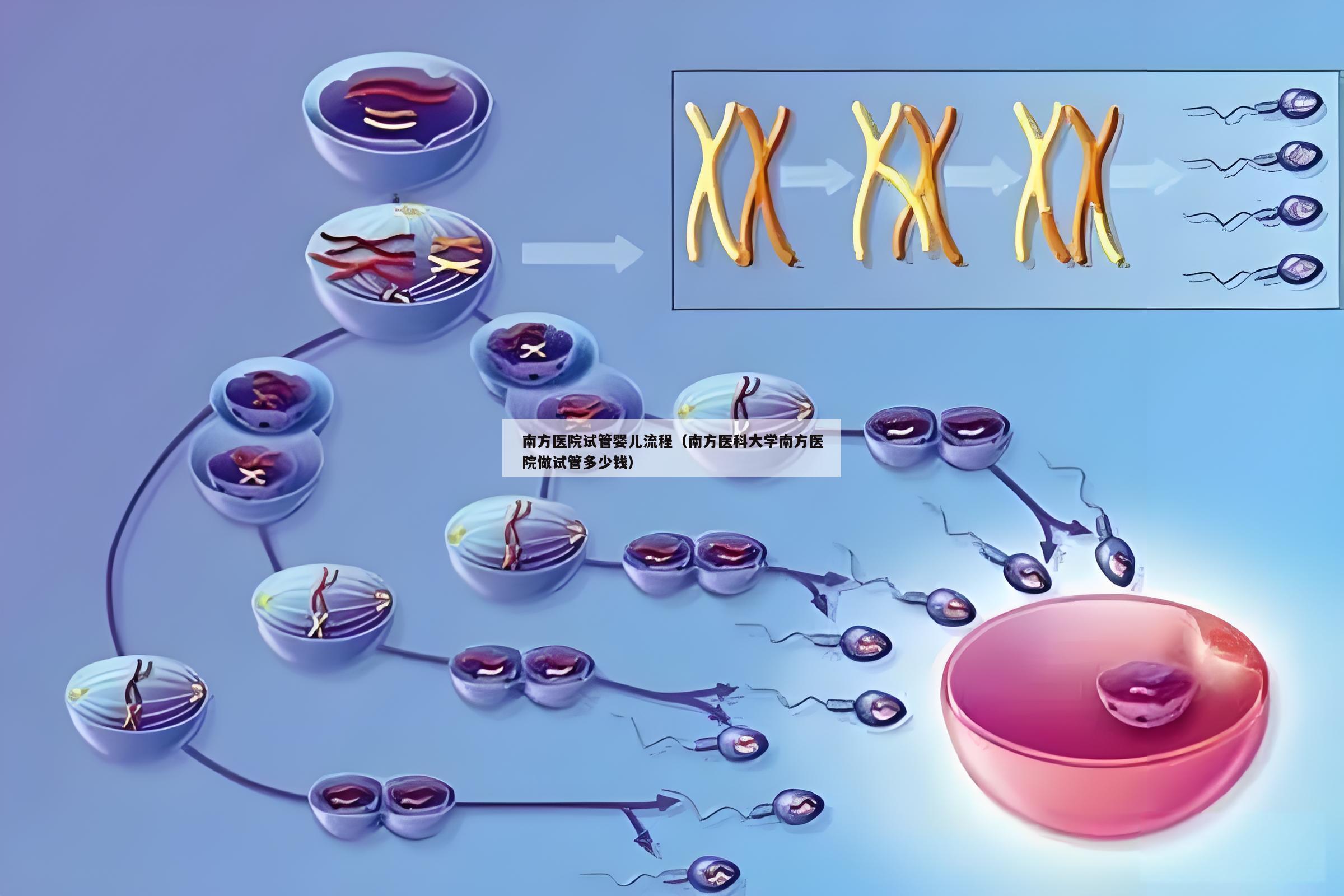 南方医院试管婴儿流程（南方医科大学南方医院做试管多少钱）